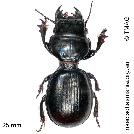 Species image