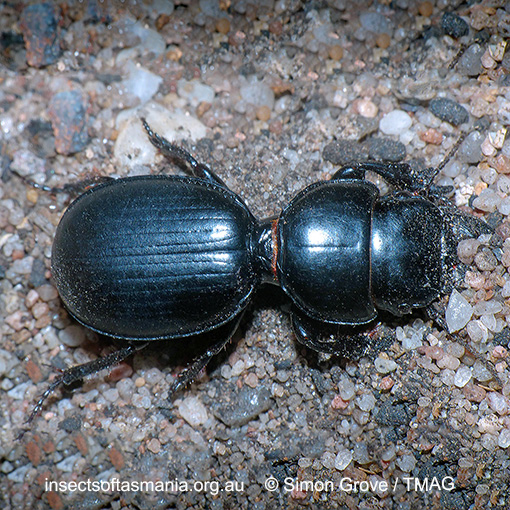 Species image