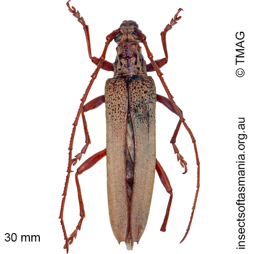 Species image