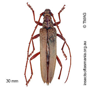 Scolecobrotus westwoodii