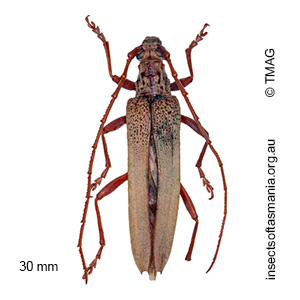 Scolecobrotus westwoodii