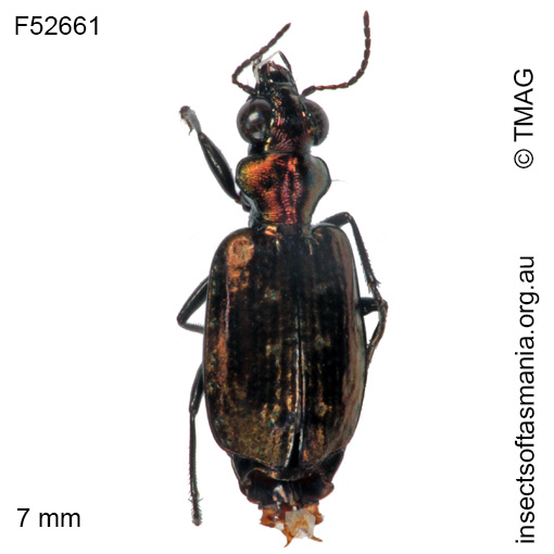 Species image