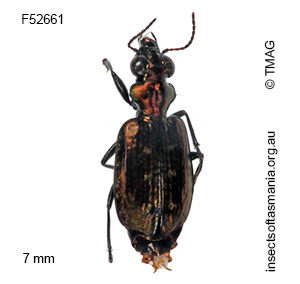Scopodes griffithi