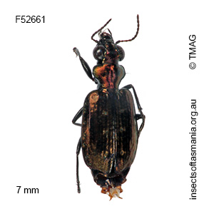 Scopodes griffithi