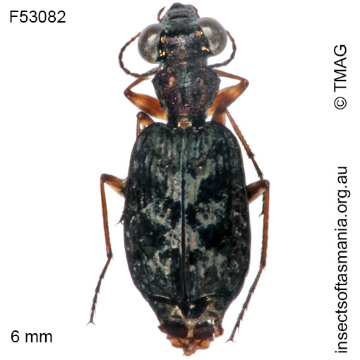 Species image