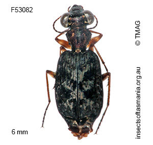 Scopodes sigillatus