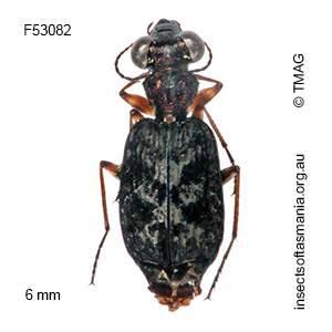 Scopodes sigillatus