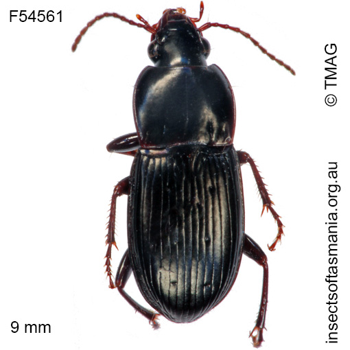Species image
