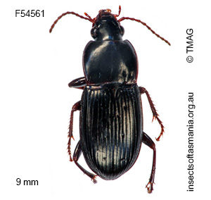Simodontus australis