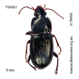 Simodontus australis