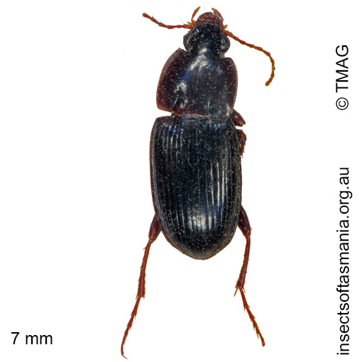 Species image