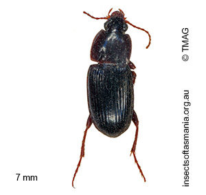 Simodontus sexfoveatus