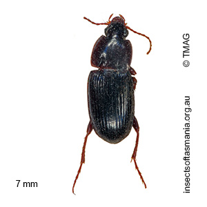 Simodontus sexfoveatus