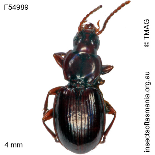 Species image