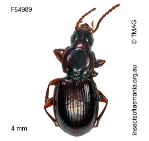 Sloanella obscura