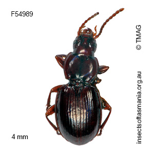 Sloanella obscura