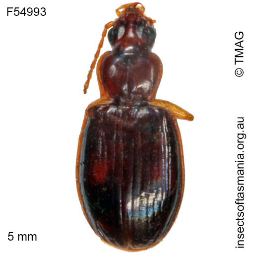 Species image