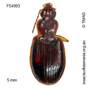 Sloanella suavis