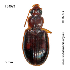 Sloanella suavis