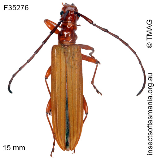 Species image
