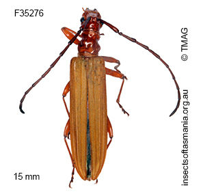 Stenoderus concolor