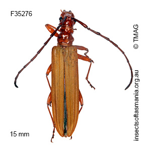 Stenoderus concolor