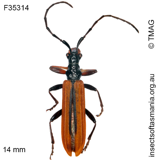 Species image