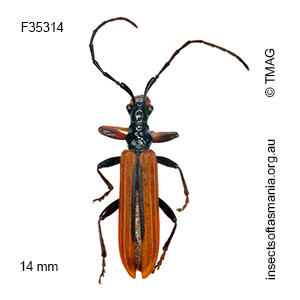 Stenoderus suturalis
