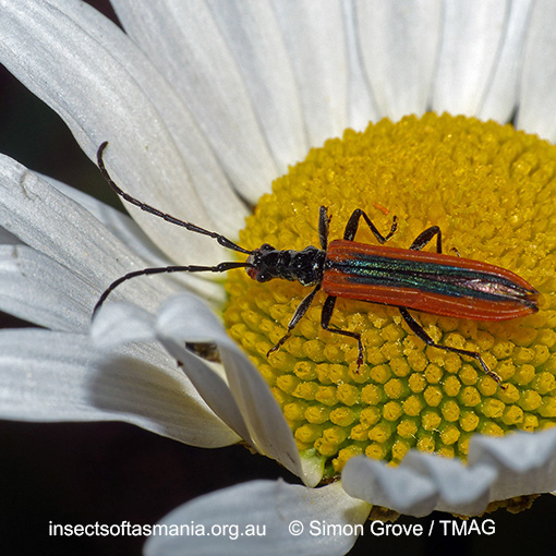 Species image