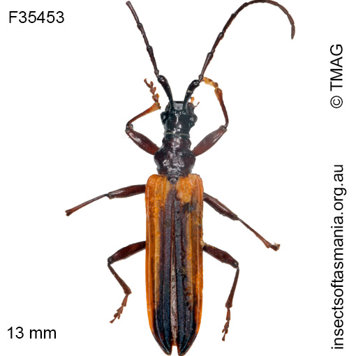 Species image