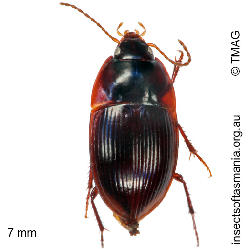 Species image