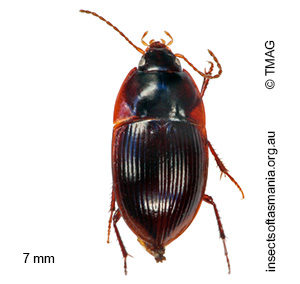 Stichonotus leai