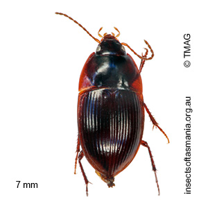 Stichonotus leai