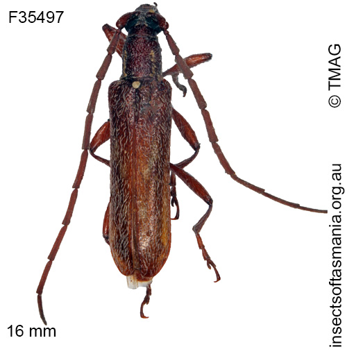 Species image