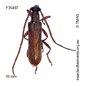 Strongylurus arduus