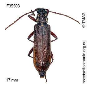 Strongylurus ceresioides