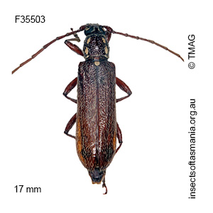 Strongylurus ceresioides