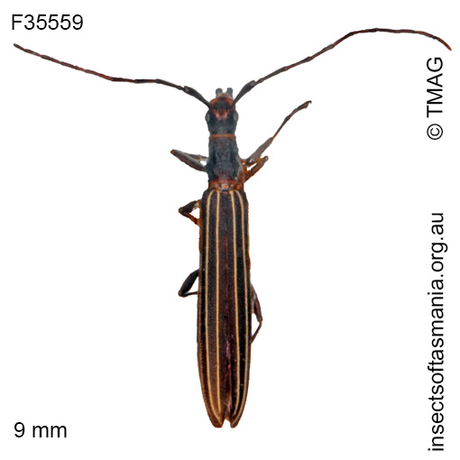 Species image