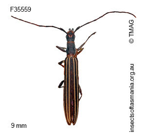 Syllitus microps