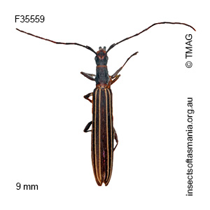 Syllitus microps