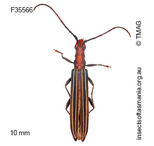 Syllitus rectus