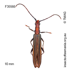 Syllitus rectus