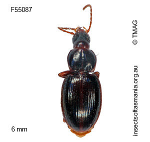 Tasmanotrechus leai