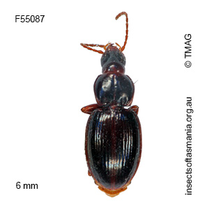 Tasmanotrechus leai