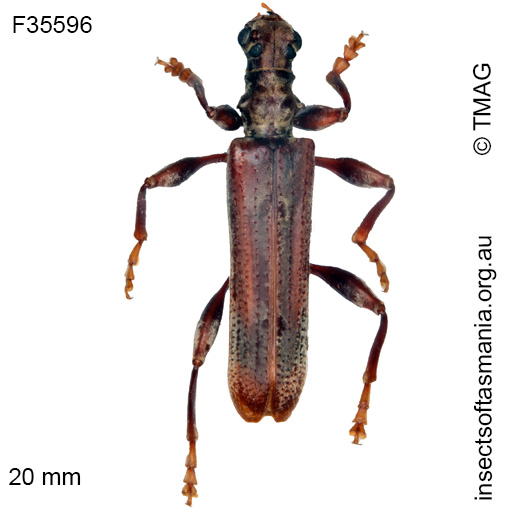 Species image