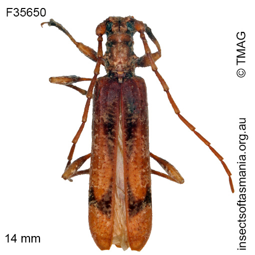 Species image