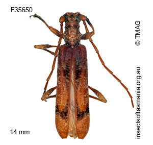 Tessaromma undatum