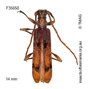 Tessaromma undatum