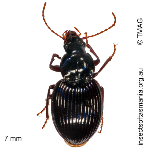 Species image