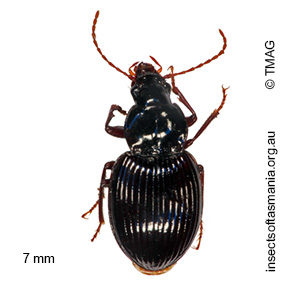 Theprisa convexa